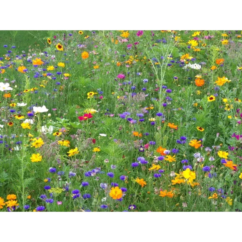 Saatgutmatte Blumenwiese, Honigbienen und Schmetterling 12 m²