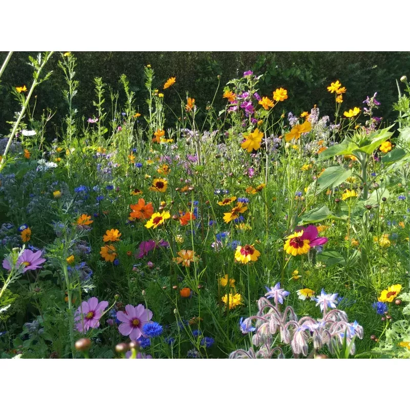 Saatgutmatte Blumenwiese, Honigbienen und Schmetterling 12 m²